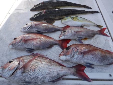 ＪＤＩ　Ｒａｃｉｎｇ　シールズマリンレジャ…