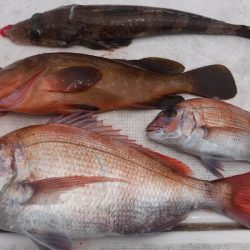 JDI Racing シールズマリンレジャー 釣果