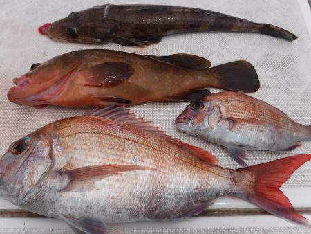 JDI Racing シールズマリンレジャー 釣果