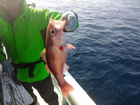 ひな丸 釣果