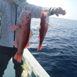 ひな丸 釣果