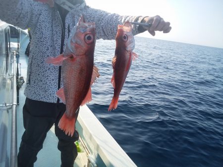 ひな丸 釣果