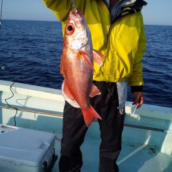 ひな丸 釣果