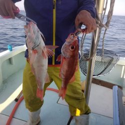 ひな丸 釣果
