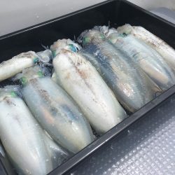 South Current 釣果