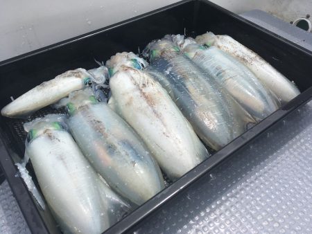 South Current 釣果