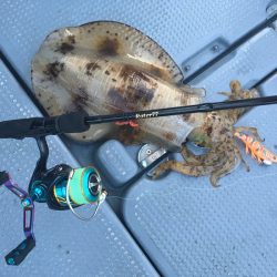 South Current 釣果