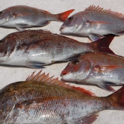 JDI Racing シールズマリンレジャー 釣果