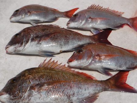 ＪＤＩ　Ｒａｃｉｎｇ　シールズマリンレジャ…