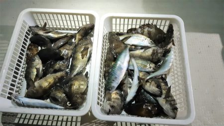 KIM Fishing Guide Ser…