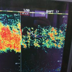 深川 吉野屋 釣果