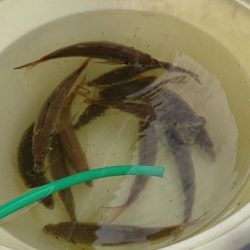 深川 吉野屋 釣果