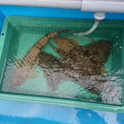 深川　吉野屋 釣果