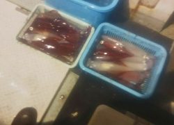 第二清洋丸 釣果