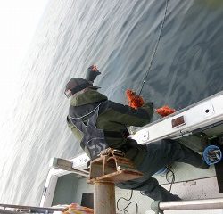 第二清洋丸 釣果