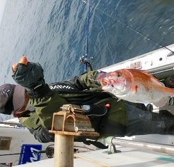 第二清洋丸 釣果