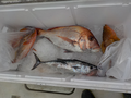 釣船　キティ 釣果
