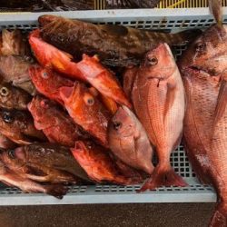 Sea Frend 片山丸 釣果