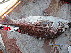 遊漁船 未紗奈 釣果