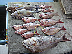 遊漁船 未紗奈 釣果