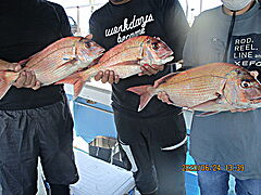 遊漁船 未紗奈 釣果