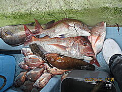 遊漁船 未紗奈 釣果