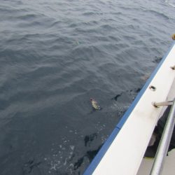 ジギング船 BLUEWATER 釣果