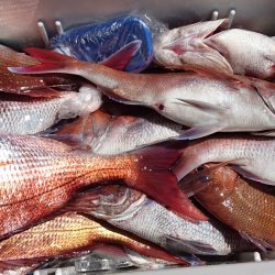 釣り船一番星 釣果