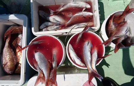 釣り船一番星 釣果