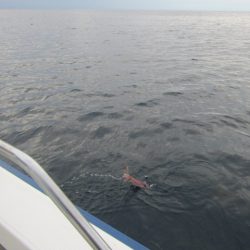 ジギング船 BLUEWATER 釣果