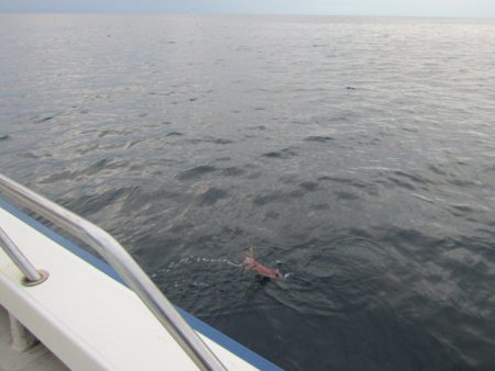 ジギング船 BLUEWATER 釣果