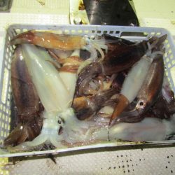 ジギング船 BLUEWATER 釣果