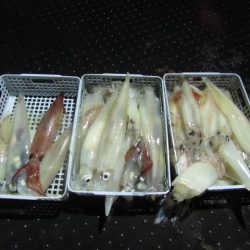 ジギング船 BLUEWATER 釣果