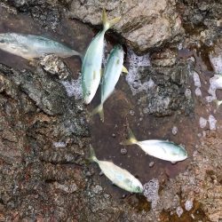 エギングロッドで青物爆釣ショアジギング釣果