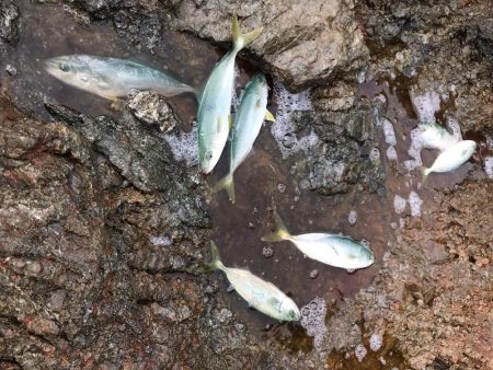 エギングロッドで青物爆釣ショアジギング釣果