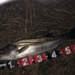 円山川シーバス