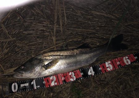 円山川シーバス