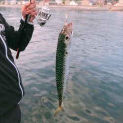 キス小鯖マゴチベラ