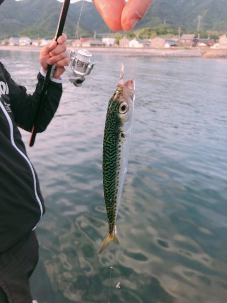 キス小鯖マゴチベラ