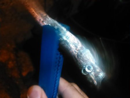 浜名湖 アジング