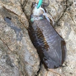 和歌山春イカエギングでアオリイカ釣果