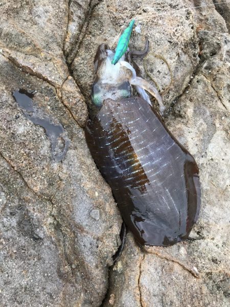 和歌山春イカエギングでアオリイカ釣果