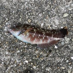 ボウズ逃れするか！？