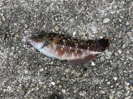 ボウズ逃れするか！？