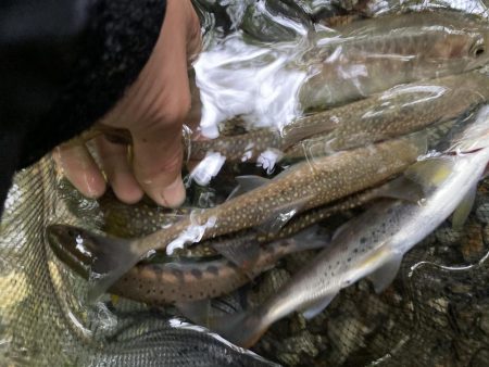 渓流釣り