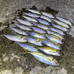 瀬戸内の島アジング（2020-10）