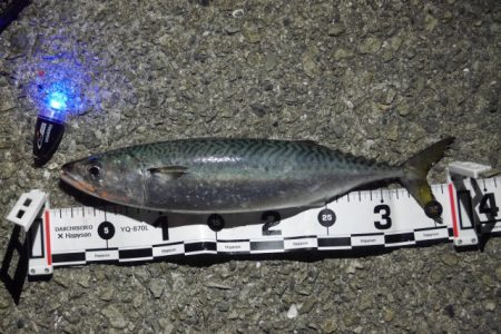 中、大サバ回遊開始！