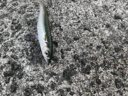 怒涛のサバゲー