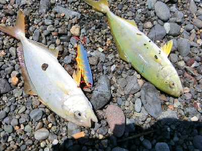 久々の静岡サーフ