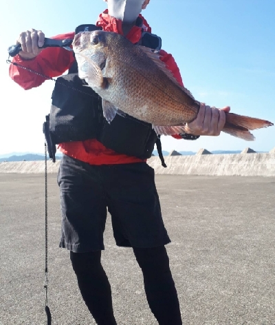 マダイ 青物 シーバス他 和歌山県 紀ノ川河口 ショアジギング マダイ 陸っぱり 釣り 魚釣り 釣果情報サイト カンパリ